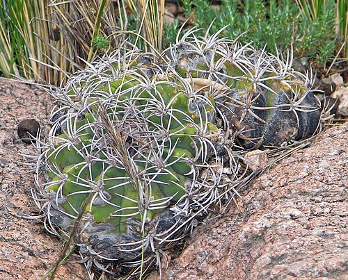 Gymnocalycium castellanosii: Gymnocalycium castellanosii in Argentina