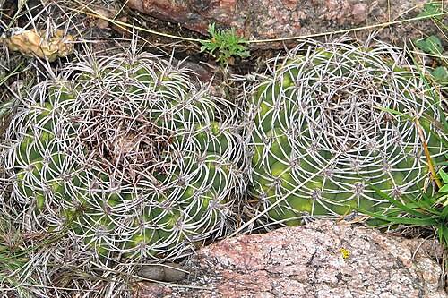 Gymnocalycium castellanosii: Gymnocalycium castellanosii in Argentina