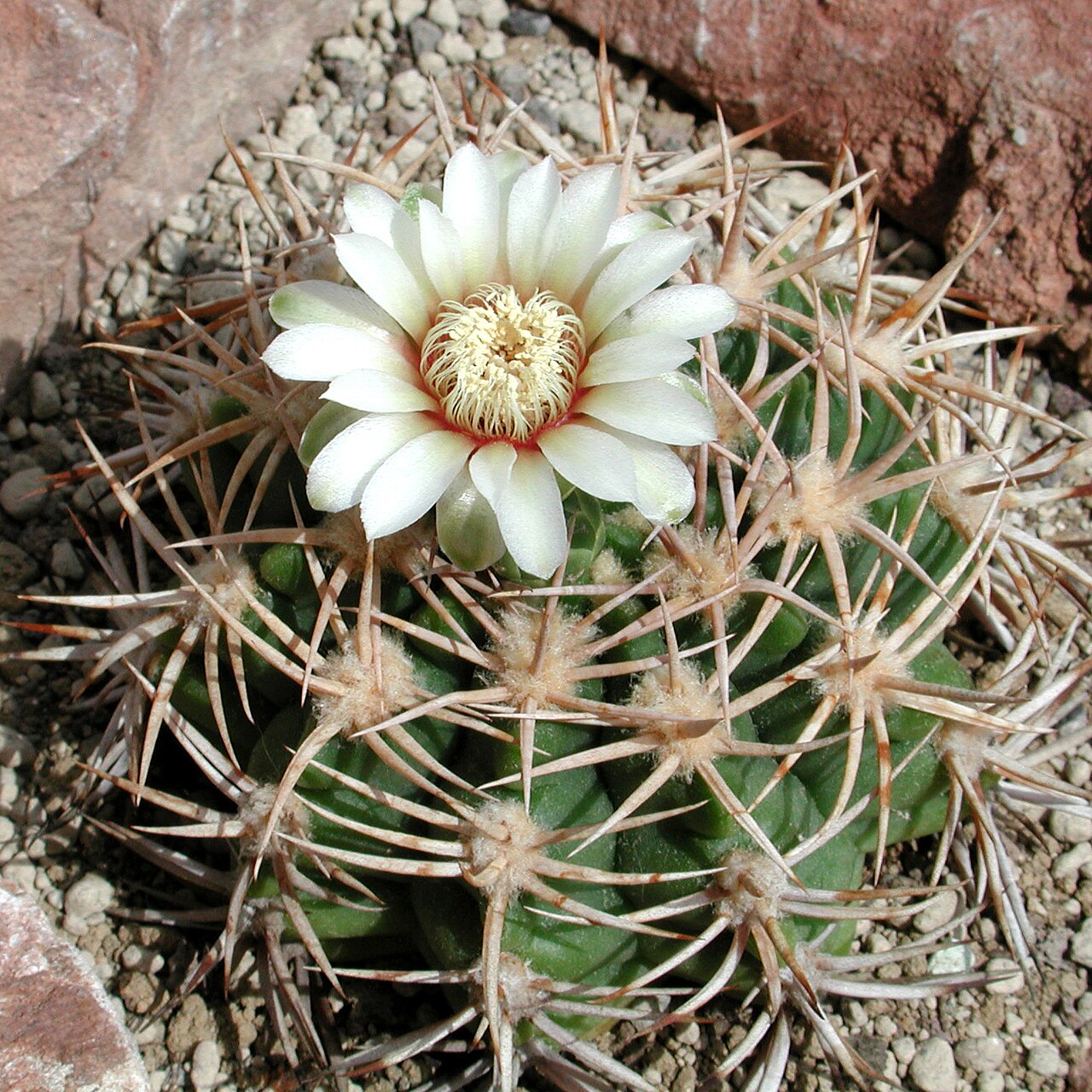 Gymnocalycium castellanosii: Gymnocalycium castellanosii