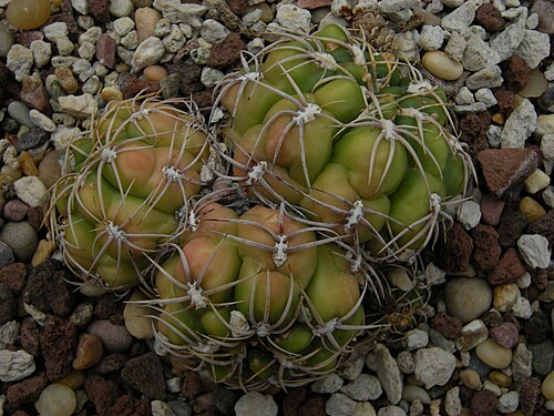 Gymnocalycium denudatum: Gymnocalycium denudatum c-1229. "Spider Cactus". Brazil. Photographed at Volunteer Park Conservatory, Seattle, Washington.