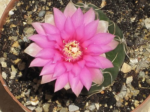 Gymnocalycium denudatum: Gymnocalycium denudatum in fiore