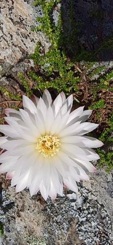 Gymnocalycium denudatum (Gymnocalycium denudatum)