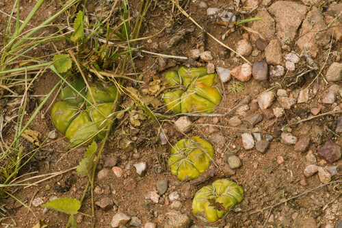 Gymnocalycium denudatum (Gymnocalycium denudatum)