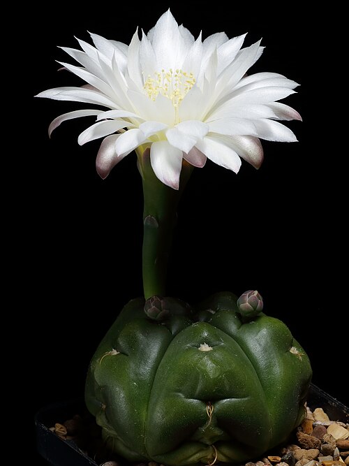 Gymnocalycium denudatum: Gymnocalycium denudatum AH 368, from seed sown in January 2009. The seeds was collected by Andreas Hofacker near Torrinhas, in the Brazilian state Rio Grande do