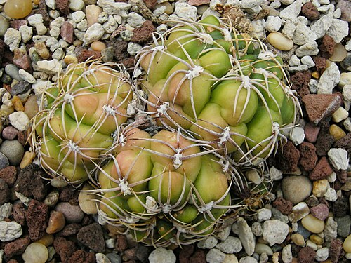 Gymnocalycium denudatum: Gymnocalycium denudatum c-1229. "Spider Cactus". Brazil. Photographed at Volunteer Park Conservatory, Seattle, Washington.