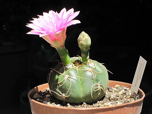 Gymnocalycium denudatum: Gymnocalycium denudatum in fiore