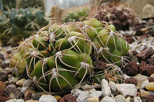 Gymnocalycium denudatum: Gymnocalycium denudatum c-1229. "Spider Cactus". Brazil. Photographed at Volunteer Park Conservatory, Seattle, Washington.