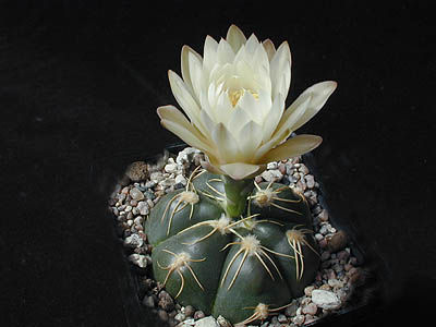 Gymnocalycium denudatum: Gymnocalycium denudatum