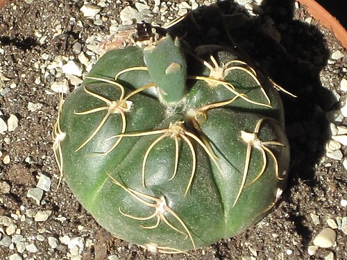 Gymnocalycium denudatum: Gymnocalycium denudatum
