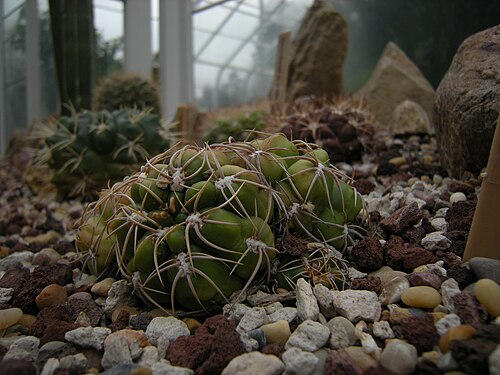 Gymnocalycium denudatum: Gymnocalycium denudatum c-1229. "Spider Cactus". Brazil. Photographed at Volunteer Park Conservatory, Seattle, Washington.
