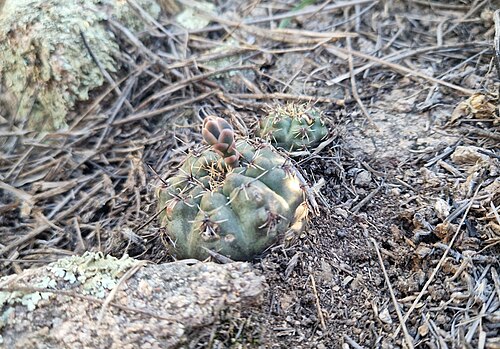 Gymnocalycium erinaceum: Gymnocalycium erinaceum in Argentina
