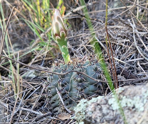 Gymnocalycium erinaceum: Gymnocalycium erinaceum in Argentina
