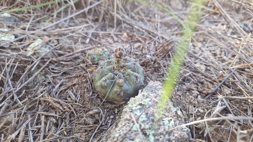 Gymnocalycium erinaceum (Gymnocalycium erinaceum)