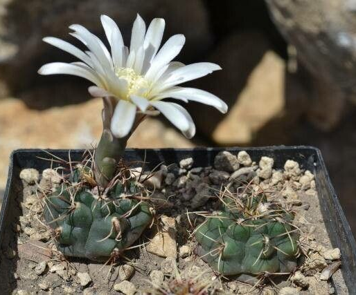 Gymnocalycium erinaceum: Gymnocalycium erinaceum