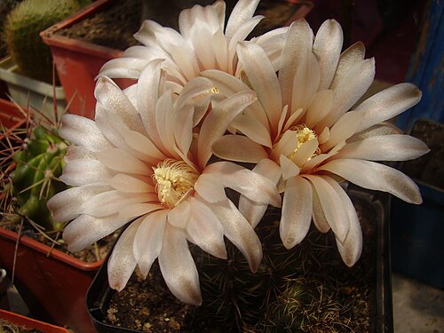 Gymnocalycium erinaceum: Gymnocalycium erinaceum var. paucisquamosum from collection of Yuriy Shostak