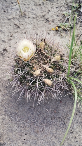 Gymnocalycium gibbosum (Gymnocalycium gibbosum)