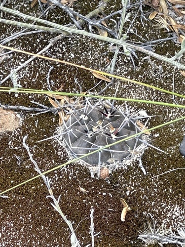 Gymnocalycium gibbosum (Gymnocalycium gibbosum)