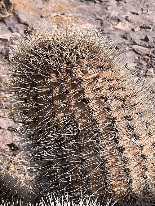 Gymnocalycium gibbosum: Gymnocalycium gibbosum in Argentina