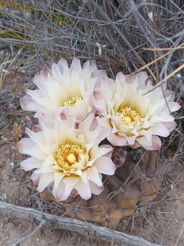 Gymnocalycium gibbosum (Gymnocalycium gibbosum)