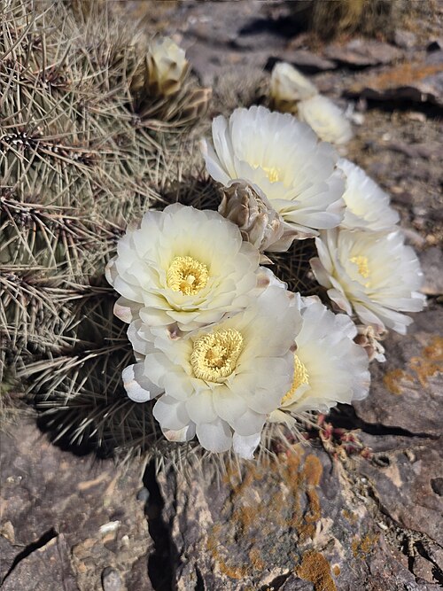 Gymnocalycium gibbosum: Gymnocalycium gibbosum in Argentina