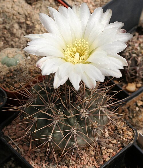 Gymnocalycium gibbosum: Gymnocalycium gibbosum