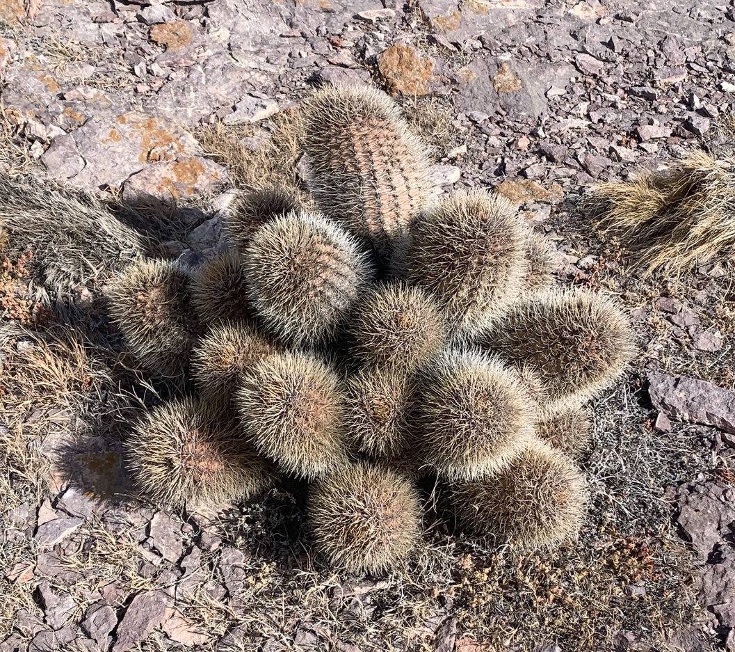 Gymnocalycium gibbosum: Gymnocalycium gibbosum in Argentina