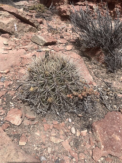 Gymnocalycium gibbosum: Gymnocalycium gibbosum in Argentina