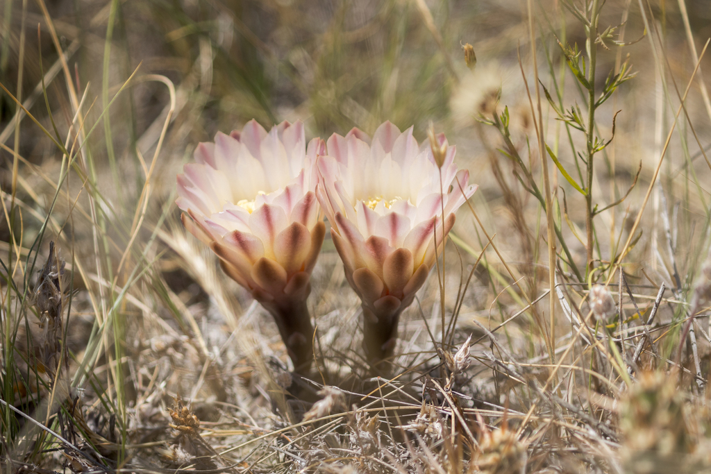 Gymnocalycium gibbosum (Gymnocalycium gibbosum)