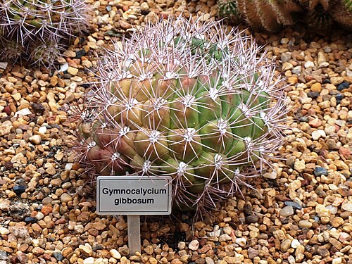 Gymnocalycium gibbosum: Gymnocalycium gibbosum