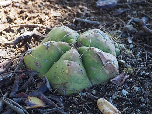 Cactus: Gymnocalycium horstii cultivated in La Concepción botanical garden in Malaga, Spain.