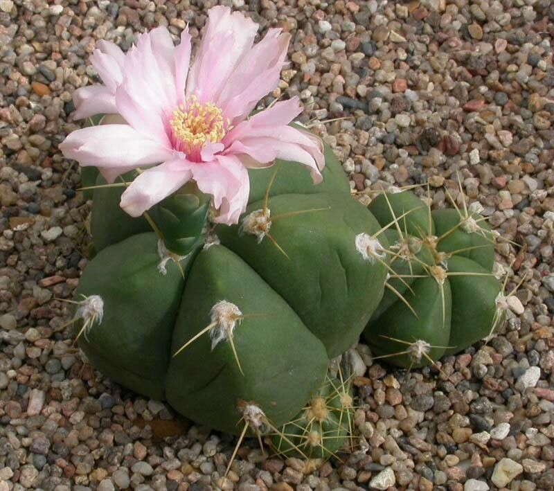 Cactus: Gymnocalycium horstii