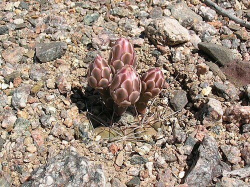 Gymnocalycium hossei: Gymnocalycium hossei in Argentina