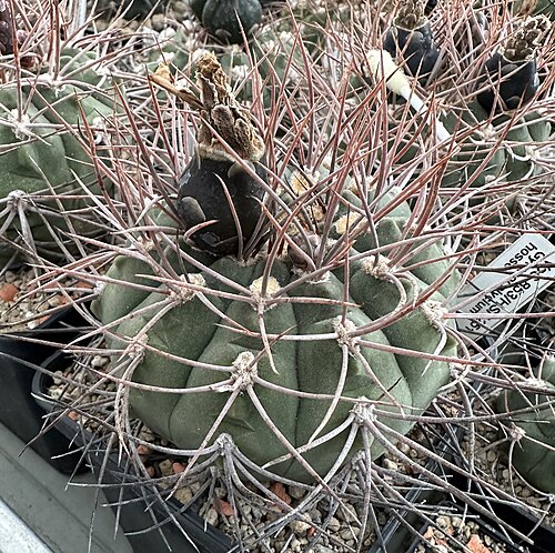 Gymnocalycium hossei: Gymnocalycium hossei VoS853 in Kultur