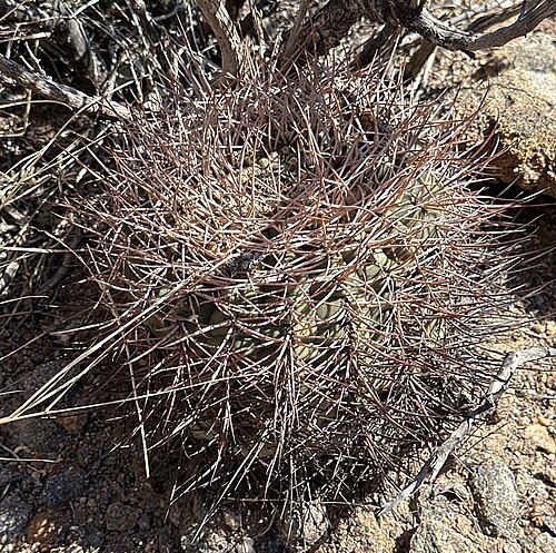 Gymnocalycium hossei: Gymnocalycium hossei in Argentina