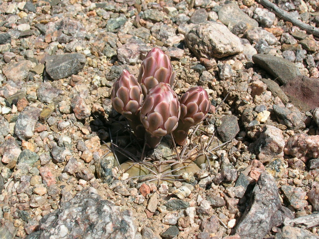 Gymnocalycium hossei (Gymnocalycium hossei)