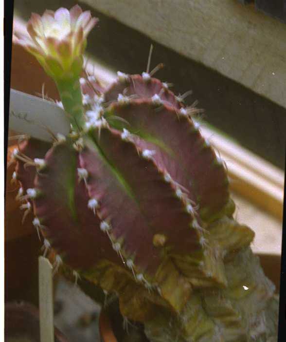Chin cactus: Gymnocalycium mihanovichi