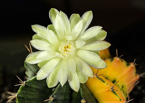 Chin cactus: Gymnocalycium mihanovichii f. variegata , flower; Karlsruhe , Baden-Württemberg , Germany . Own collection, therefore not geocoded.