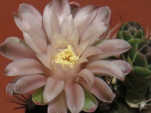 Chin cactus: Il fiore del gymnocalycium mihanovichii
