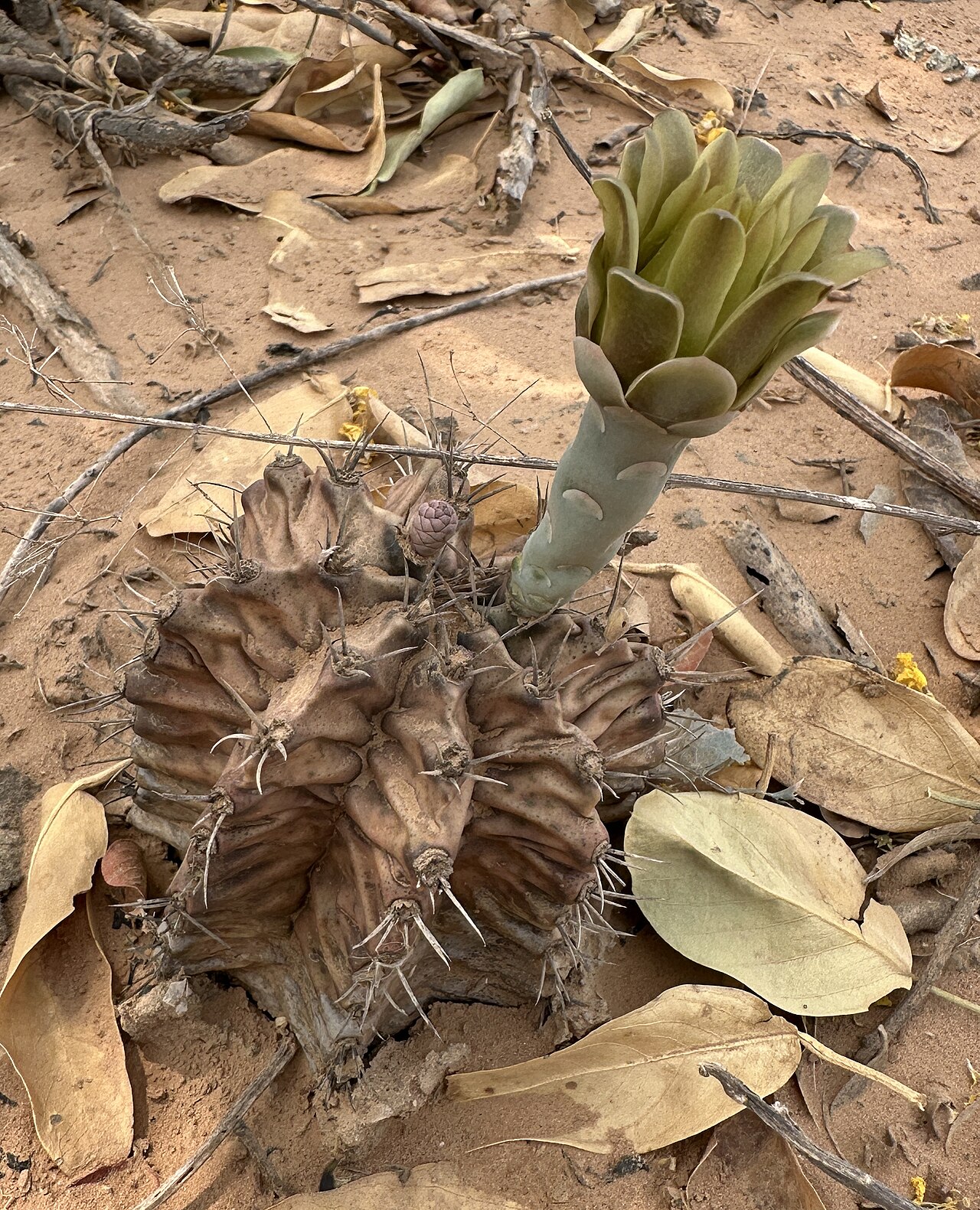 Chin cactus: Gymnocalycium mihanovichii MW7 (=VoS3344), nördlich von Filadelfia
