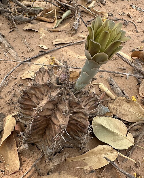 Chin cactus