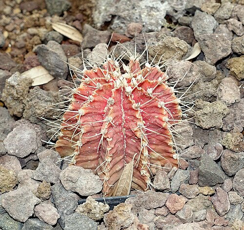 Chin cactus: Botanical specimen in the Orto botanico - Rome, Italy.