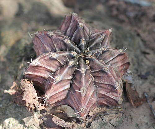 Chin cactus: Moon cactus ( Gymnocalycium mihanovichii ) in Argentina