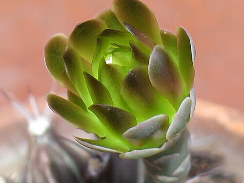 Chin cactus: Gymnocalycium mihanovichii - un fiore