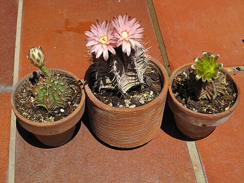 Chin cactus: plants of gymnocalycium mihanovichii in pot