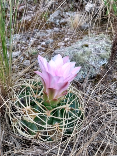 Gymnocalycium monvillei (Gymnocalycium monvillei)
