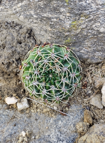 Gymnocalycium monvillei (Gymnocalycium monvillei)