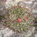 Gymnocalycium monvillei (Gymnocalycium monvillei)