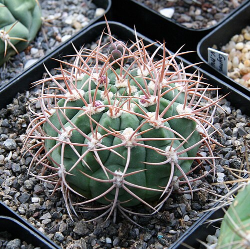Gymnocalycium monvillei: Gymnocalycium ambatoense