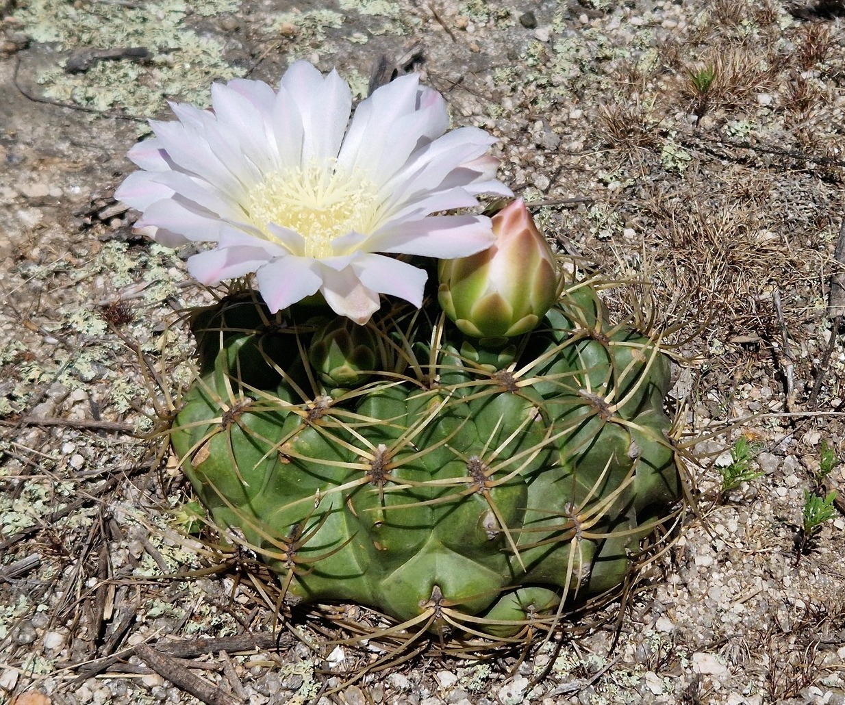 Gymnocalycium monvillei: Gymnocalycium monvillei monvillei, Punilla Department, Córdoba Province, Argentina, 2024-11-14 (iNaturalist).