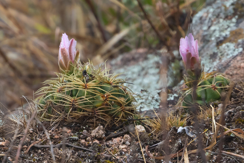 Gymnocalycium monvillei (Gymnocalycium monvillei)